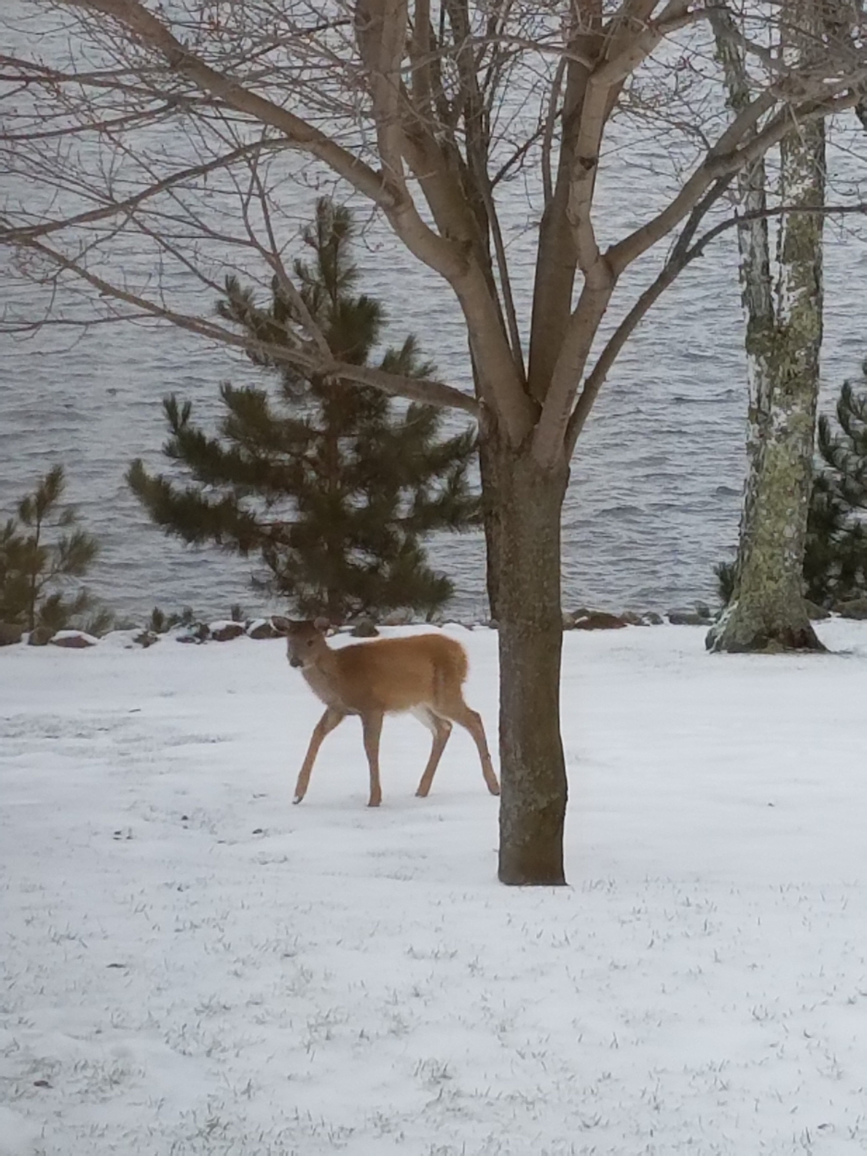 A family of deer walking through the front yard of MA's Shed